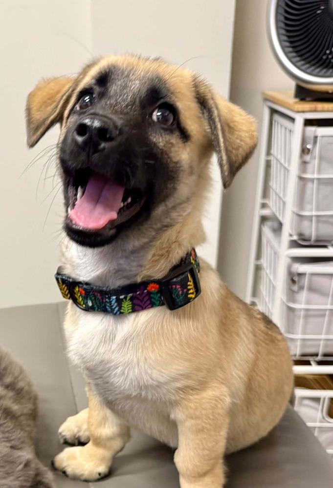 Sadie, a Adoptable mixed breed in Boulder, CO image 3/6