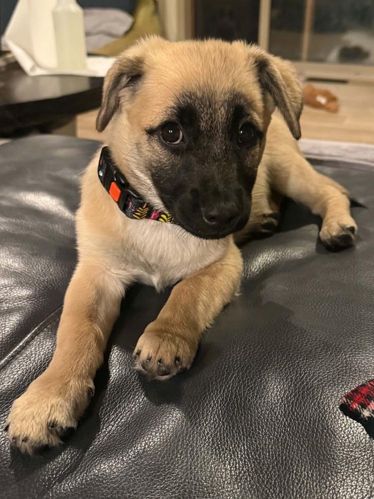 Sadie, a Adoptable mixed breed in Boulder, CO image 5/6