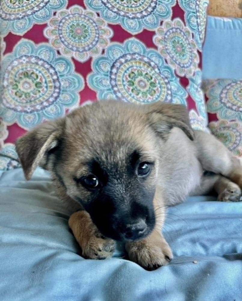 Sadie, a Adoptable mixed breed in Boulder, CO image 6/6