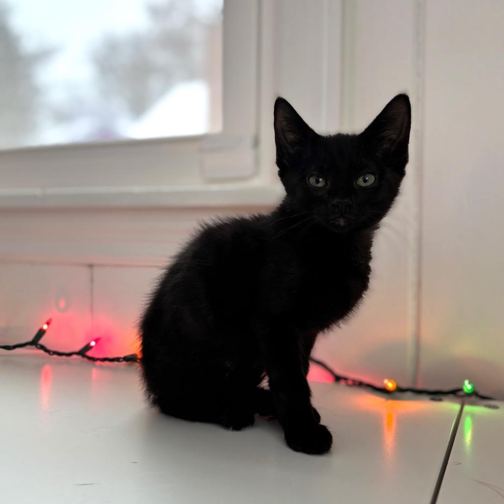 Sheen, ADOPTABLE, Kitten Male Domestic Short Hair.