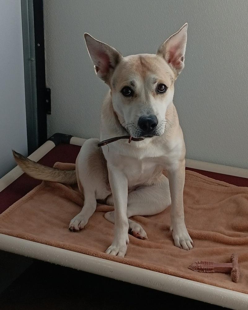 Enlarge Crystal, a Adoptable mixed breed in Challis, ID image 1/2
