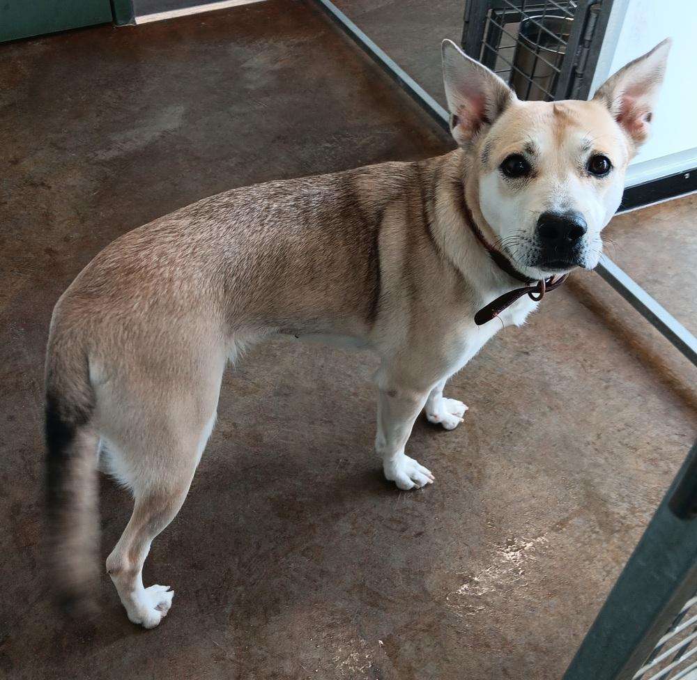 Enlarge Crystal, a Adoptable mixed breed in Challis, ID image 2/2