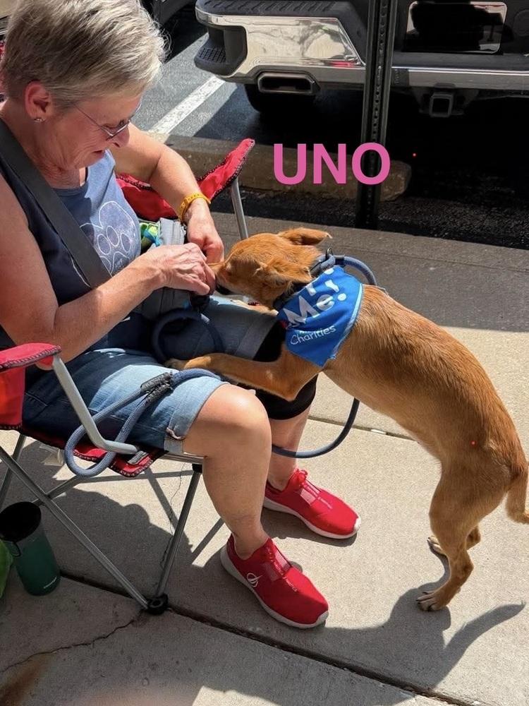 LH Uno, Adoptable, Puppy Female Chihuahua & Collie.