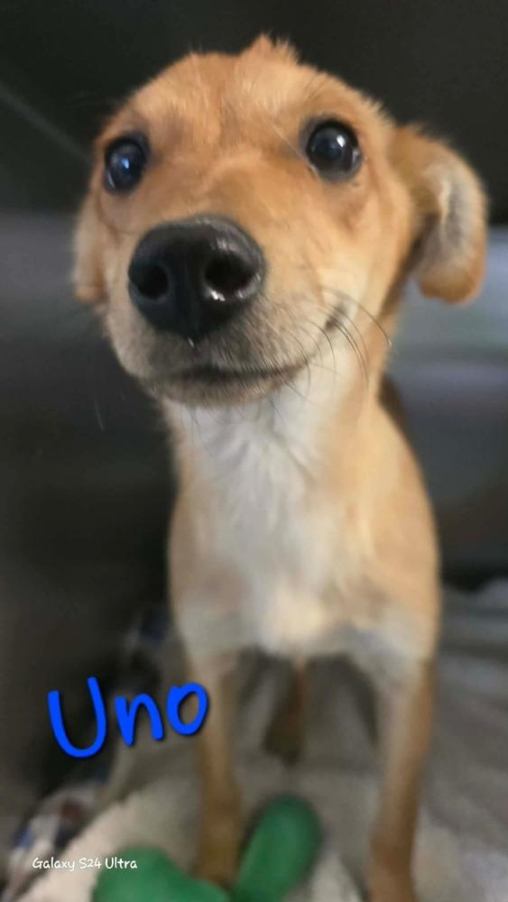 LH  Uno, Adoptable, Puppy Female Chihuahua & Collie.