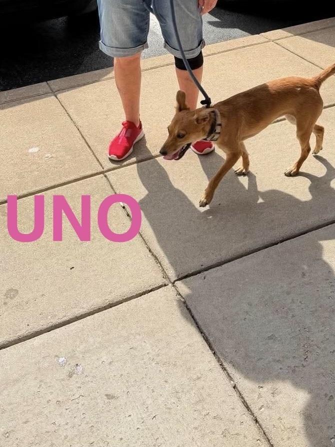 Enlarge LH  Uno, a Adoptable mixed breed in Warrenton, MO image 3/4
