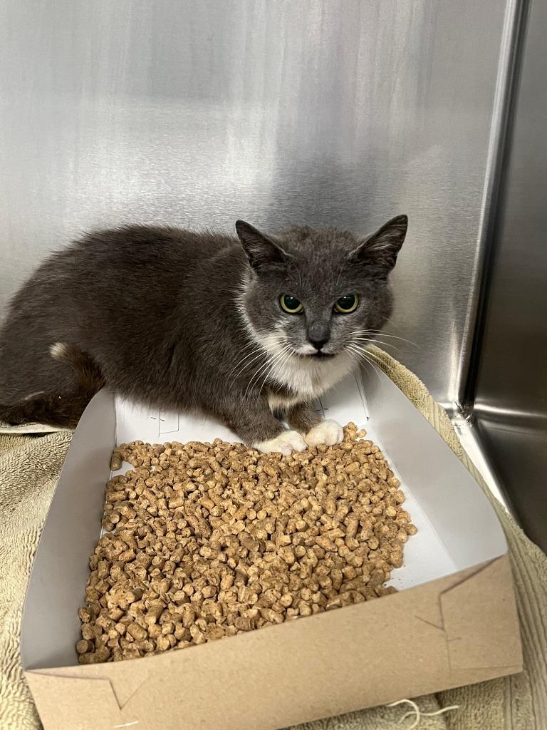 Will (working cat) *Adoption fee Sponsored*, ADOPTABLE, Young Female Domestic Short Hair.