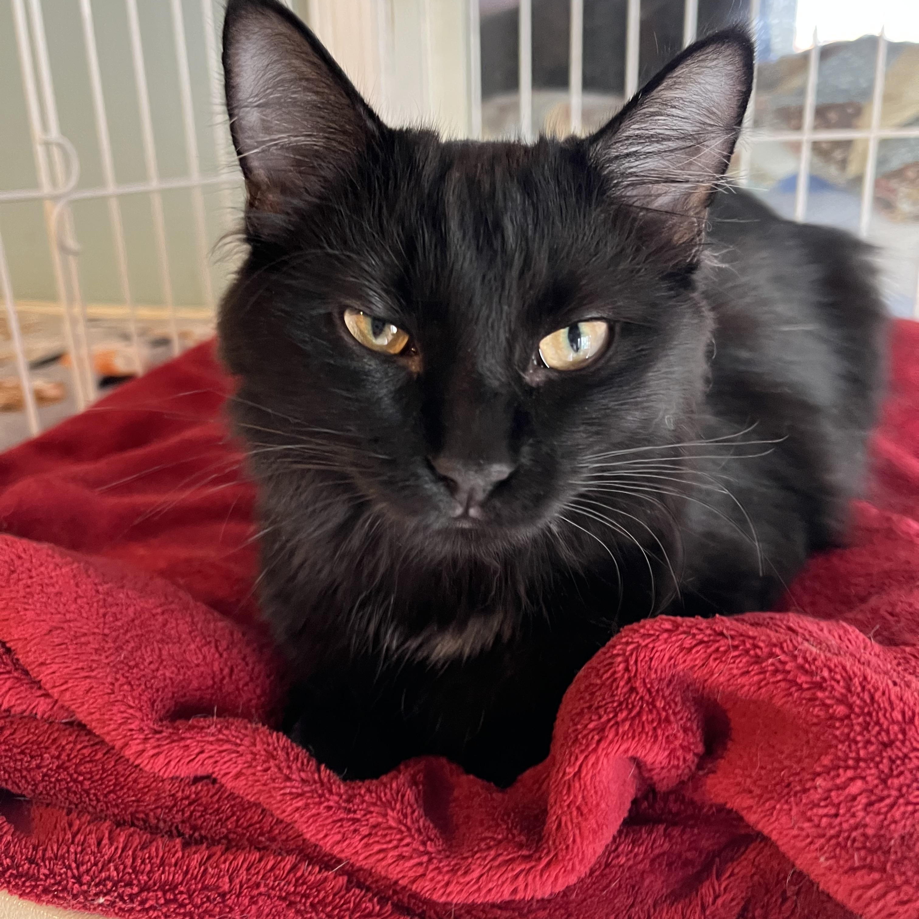 Hannah Banana, Adoptable, Kitten Female Domestic Long Hair.