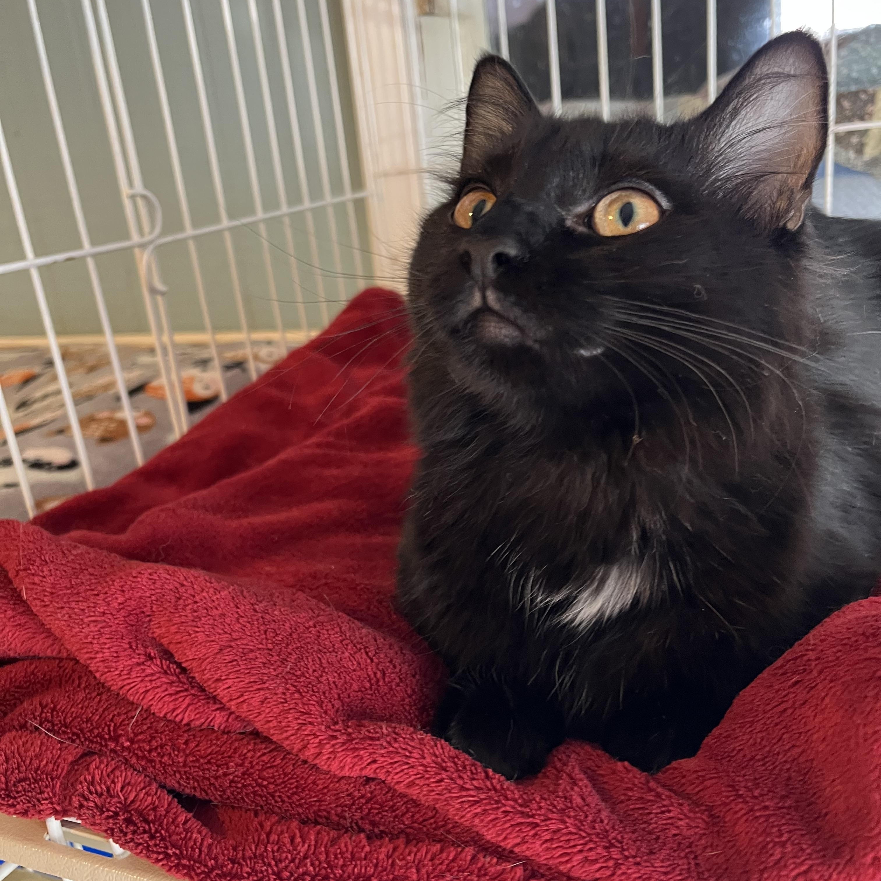 Hannah Banana, a Adoptable Domestic Long Hair in Moline, IL image 4/6
