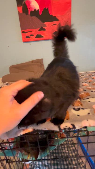 Enlarge Hannah Banana, a Adoptable Domestic Long Hair in Moline, IL video 2/6