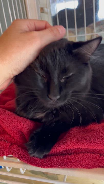 Enlarge Hannah Banana, a Adoptable Domestic Long Hair in Moline, IL video 6/6