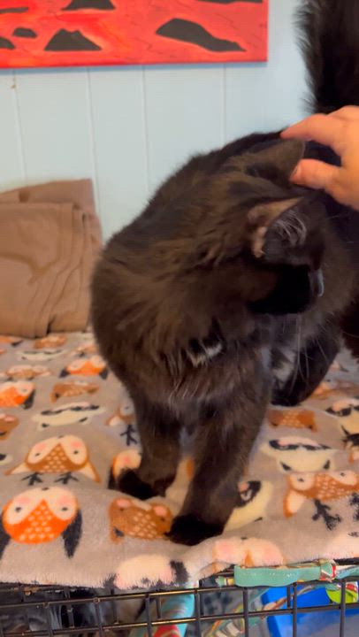 Enlarge Hannah Banana, a Adoptable Domestic Long Hair in Moline, IL video 5/6