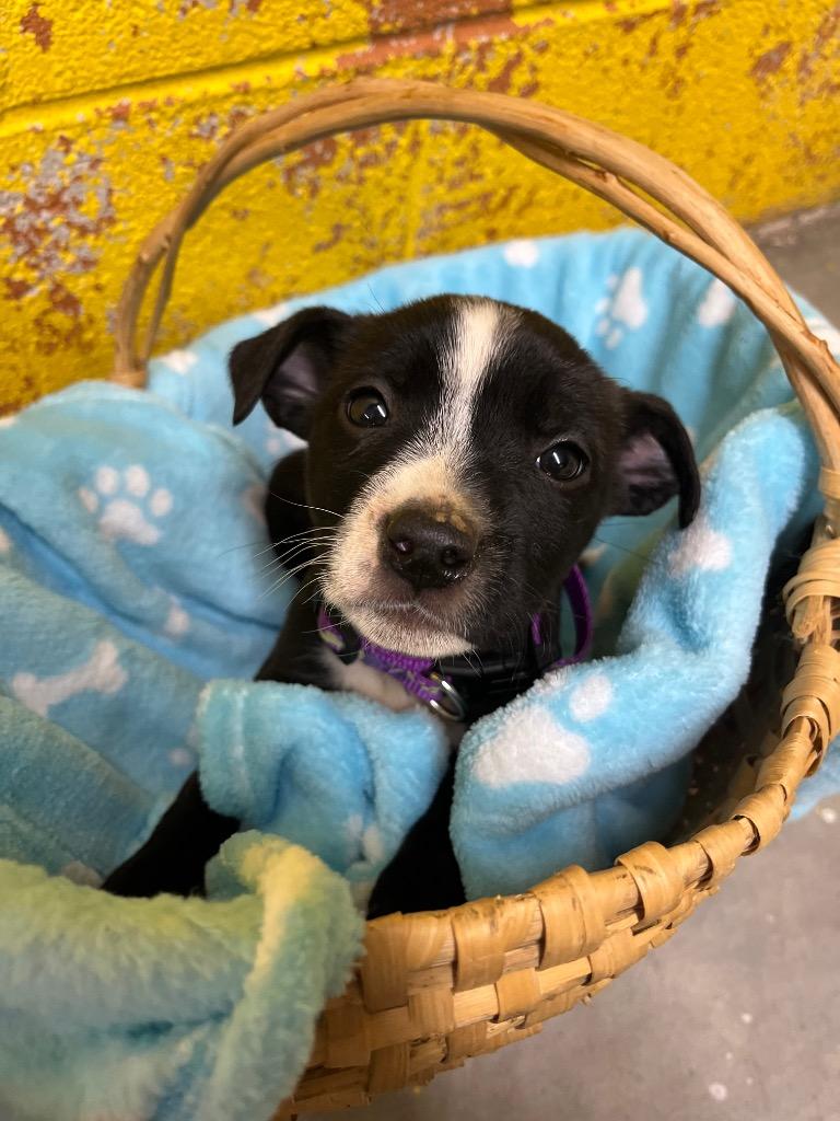 Enlarge Lollipop, a Adoptable mixed breed in Murray, KY image 1/2