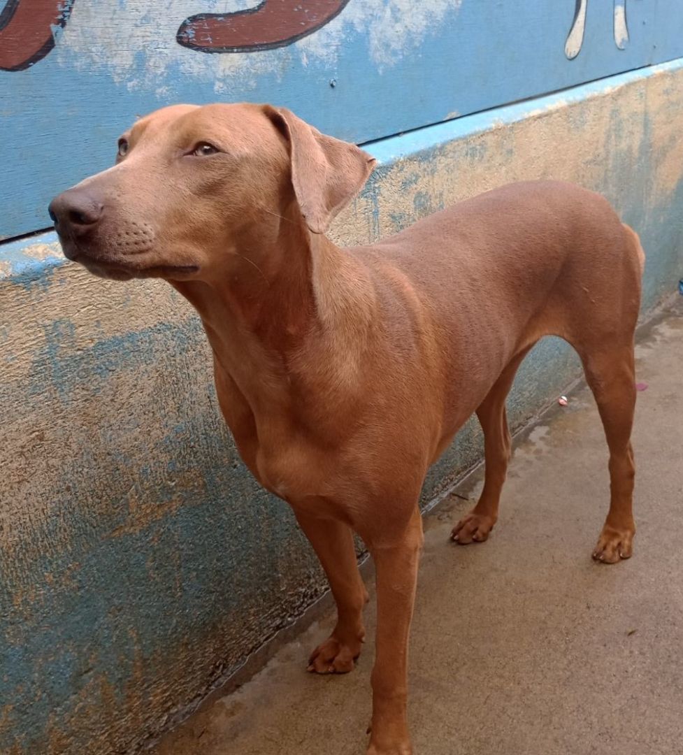 Spice, Adoptable, Puppy Female Vizsla.
