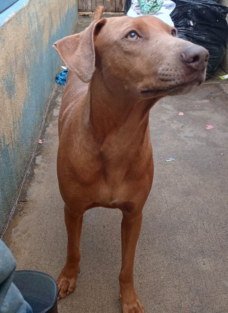 Enlarge Spice, a Adoptable mixed breed in Newport Beach, CA image 2/8