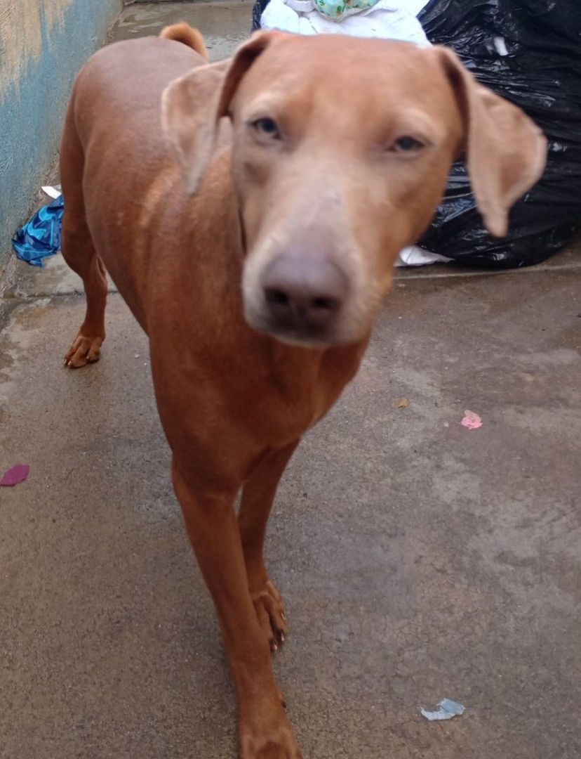 Enlarge Spice, a Adoptable mixed breed in Newport Beach, CA image 3/8