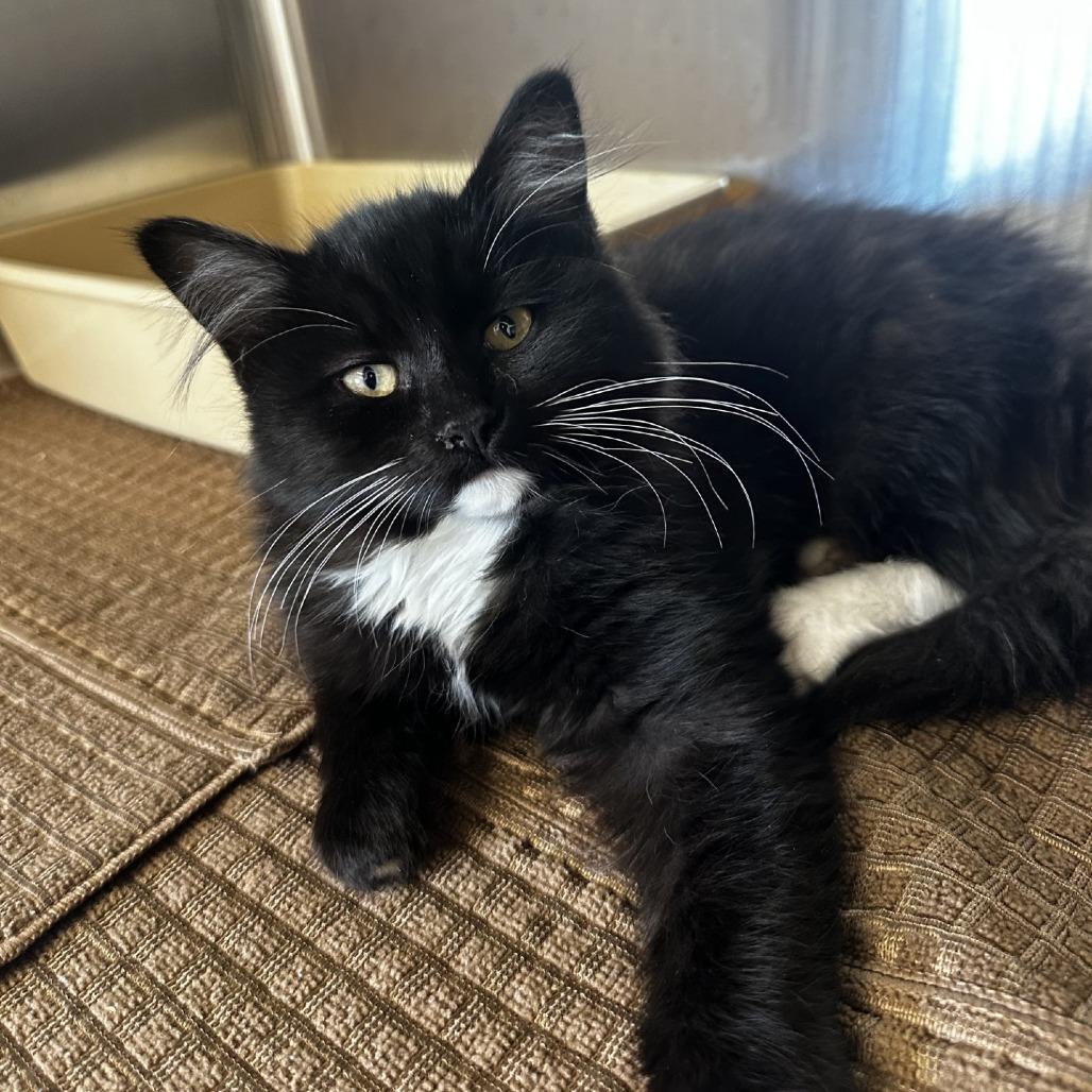 Sophie, Adoptable, Kitten Female Domestic Short Hair.