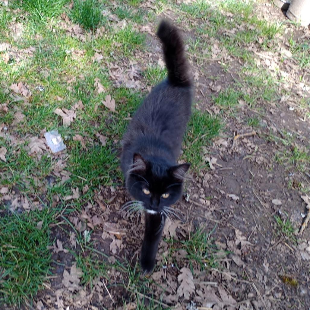 Enlarge Sophie, a Adoptable Domestic Short Hair in Ashland, OR image 2/2