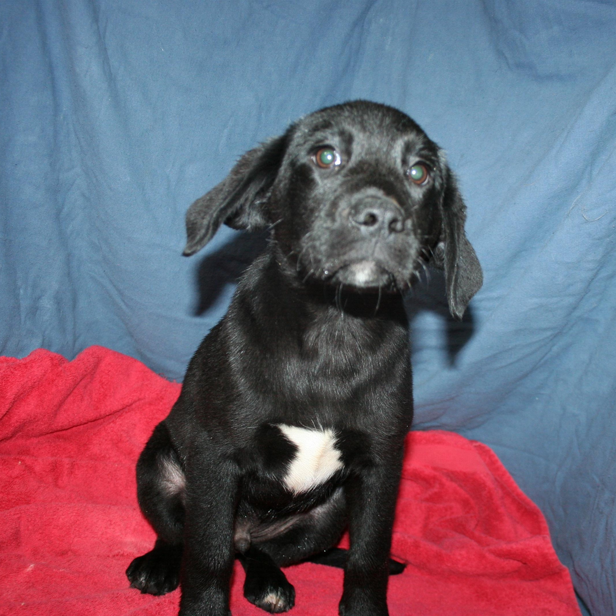 Rango - ADOPTION PENDING , Adoptable, Puppy Male Labrador Retriever.