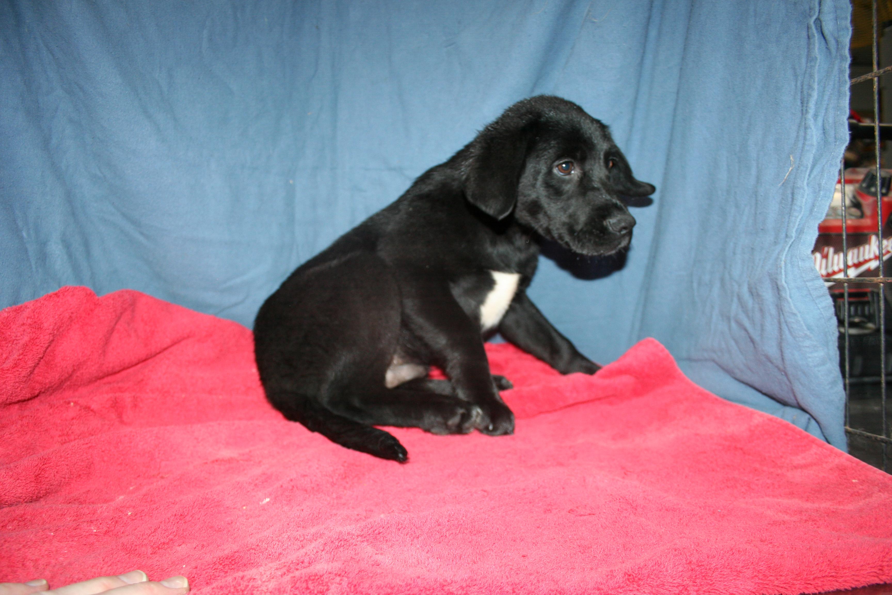 Enlarge Rango - ADOPTION PENDING , a Adoptable mixed breed in Howell, MI image 4/5