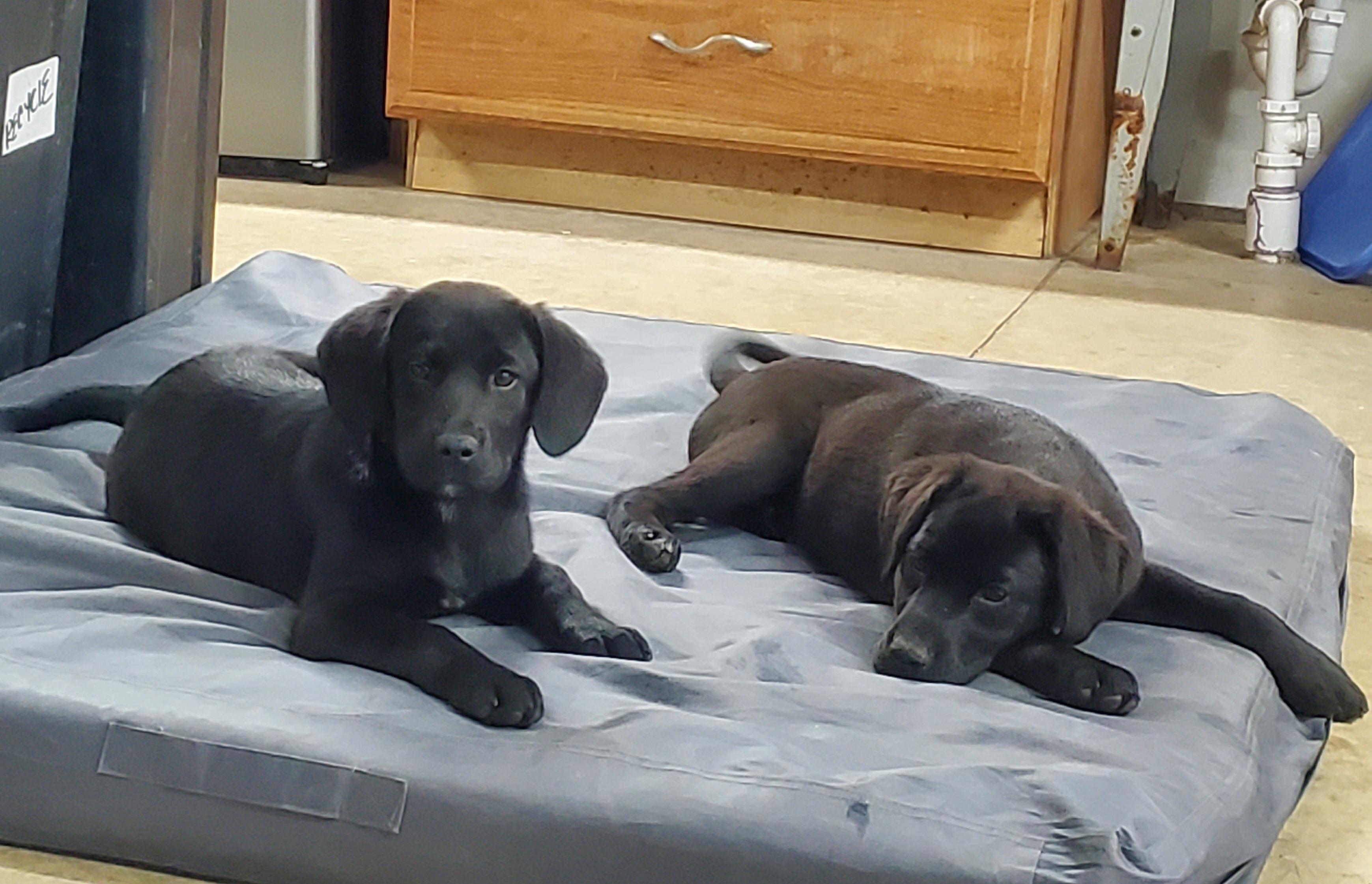 Enlarge Rango - ADOPTION PENDING , a Adoptable mixed breed in Howell, MI image 5/5