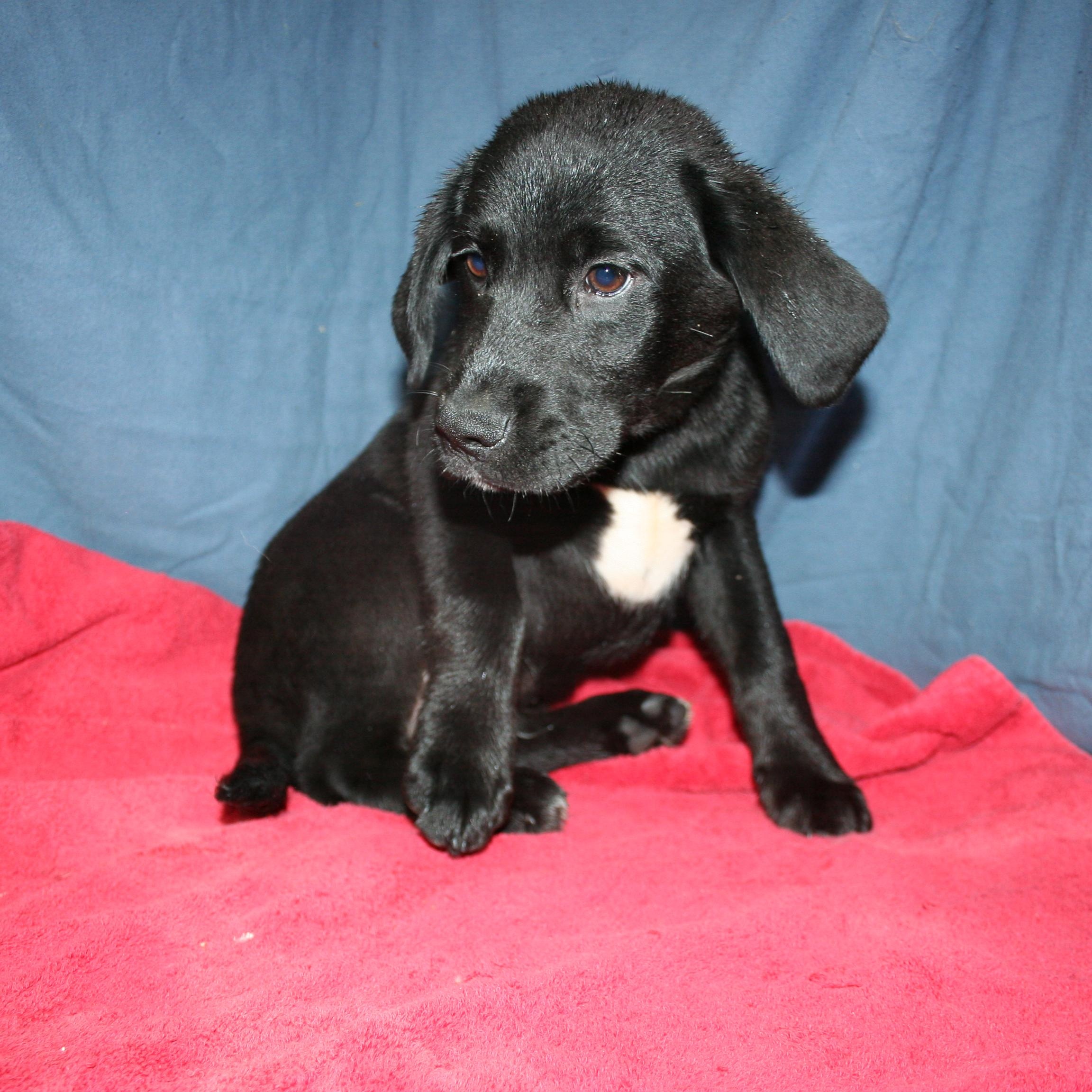 Enlarge Rango - ADOPTION PENDING , a Adoptable mixed breed in Howell, MI image 2/5