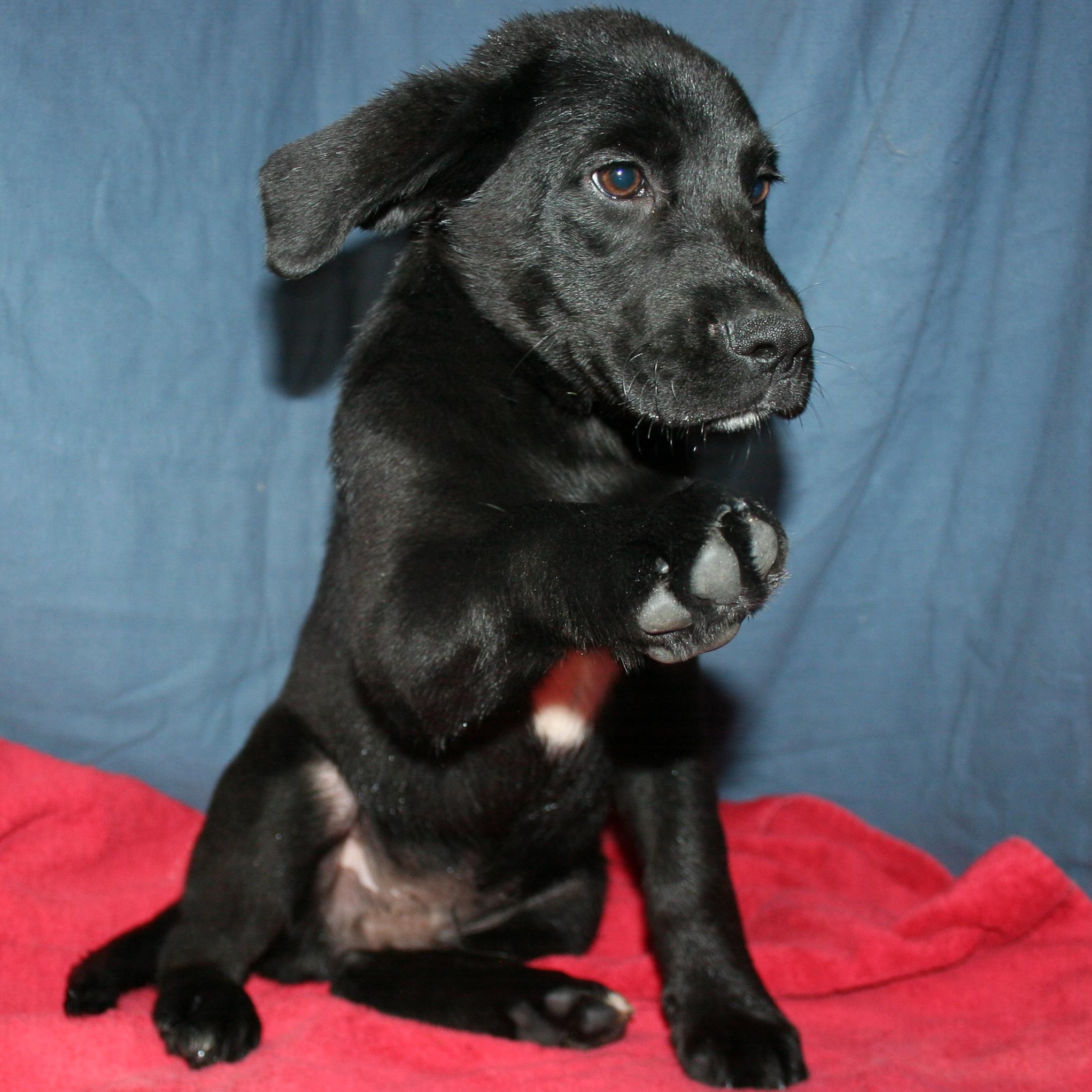 Enlarge Rango - ADOPTION PENDING , a Adoptable mixed breed in Howell, MI image 3/5