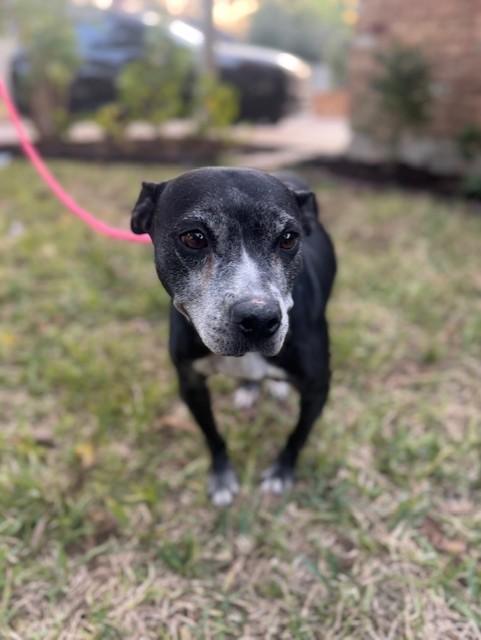 Rebel, a Adoptable mixed breed in Ogden, UT image 5/6