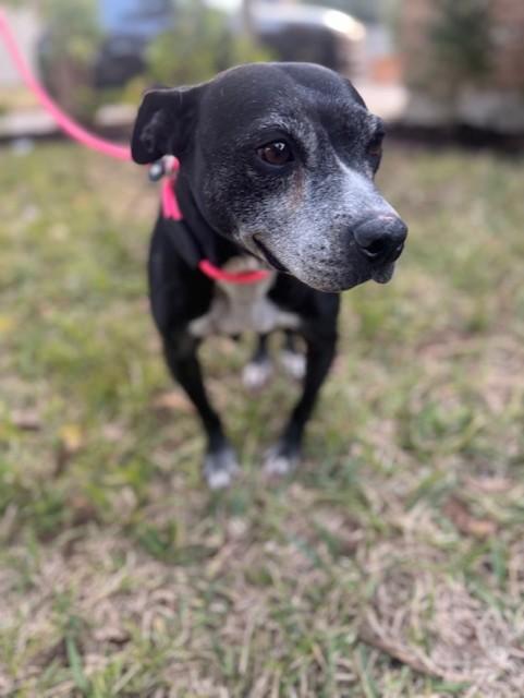 Rebel, a Adoptable mixed breed in Ogden, UT image 6/6