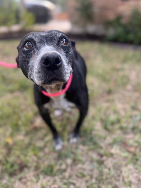 Rebel, Adoptable, Adult Female Pit Bull Terrier.