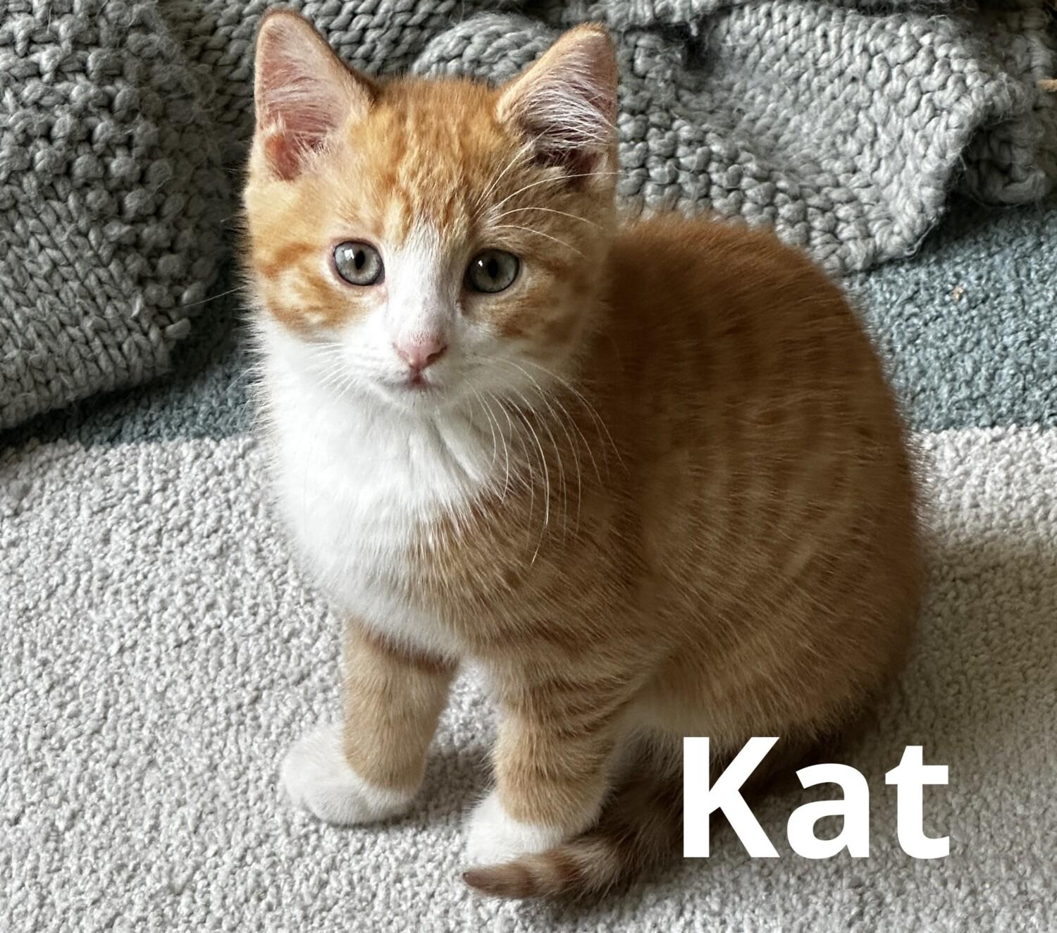 Enlarge KIT & KAT, a ADOPTABLE Domestic Short Hair in Dane, WI image 3/5