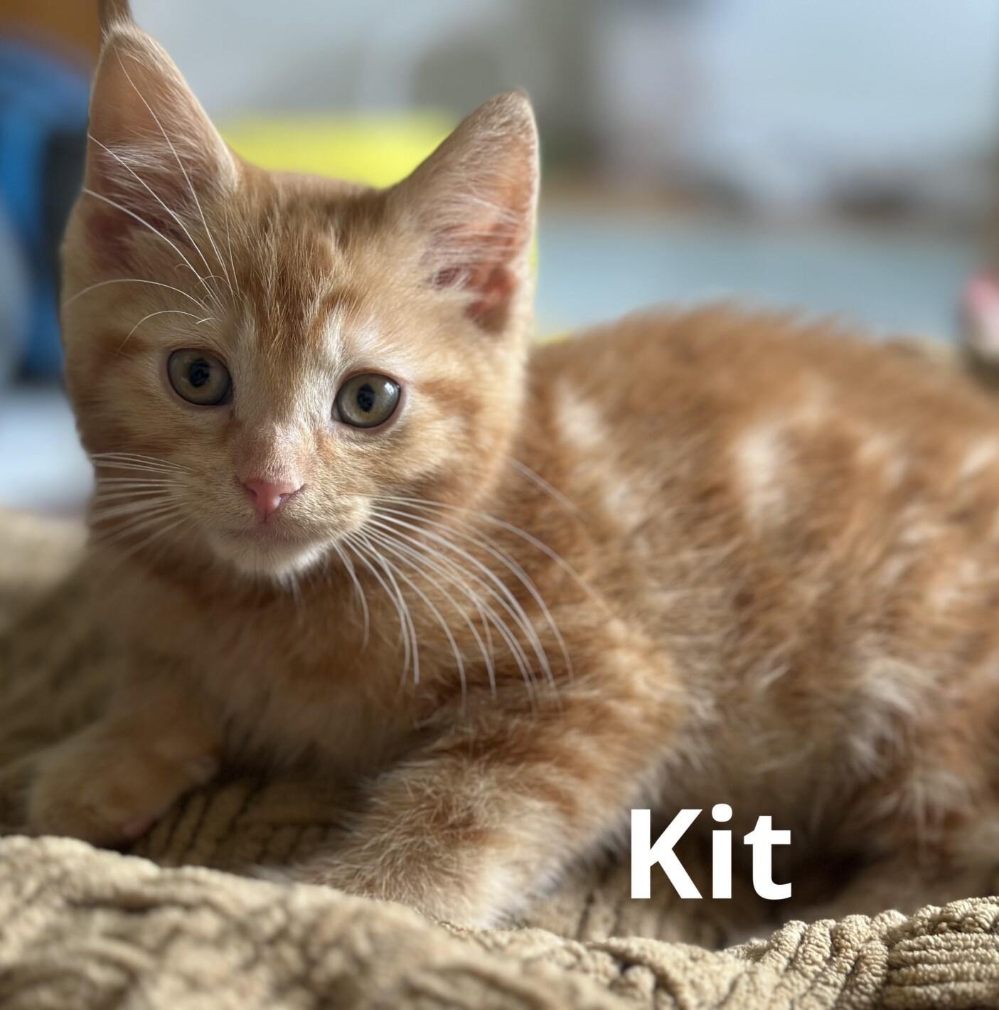 KIT & KAT, ADOPTABLE, Kitten Male Domestic Short Hair.