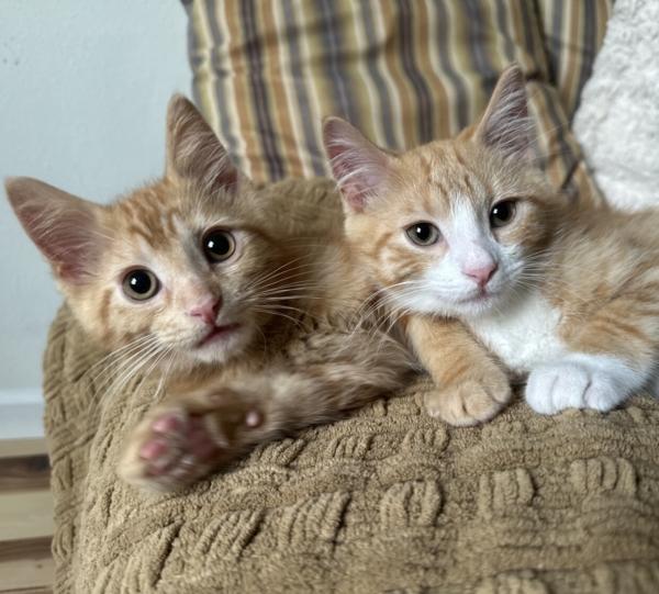 Enlarge KIT & KAT, a ADOPTABLE Domestic Short Hair in Dane, WI image 2/5