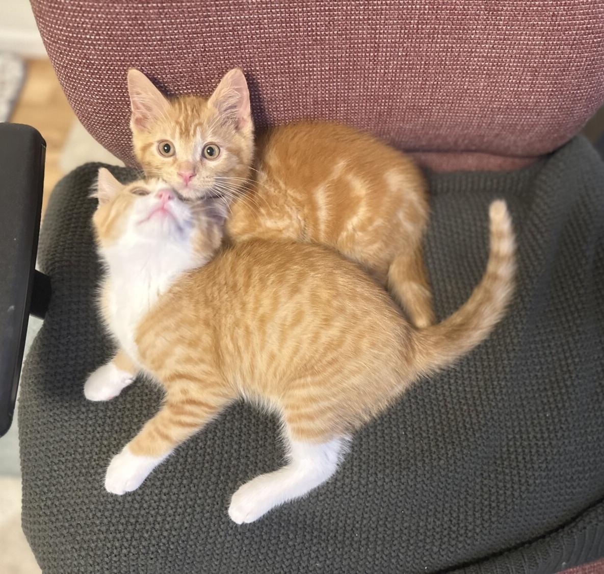 Enlarge KIT & KAT, a ADOPTABLE Domestic Short Hair in Dane, WI image 5/5