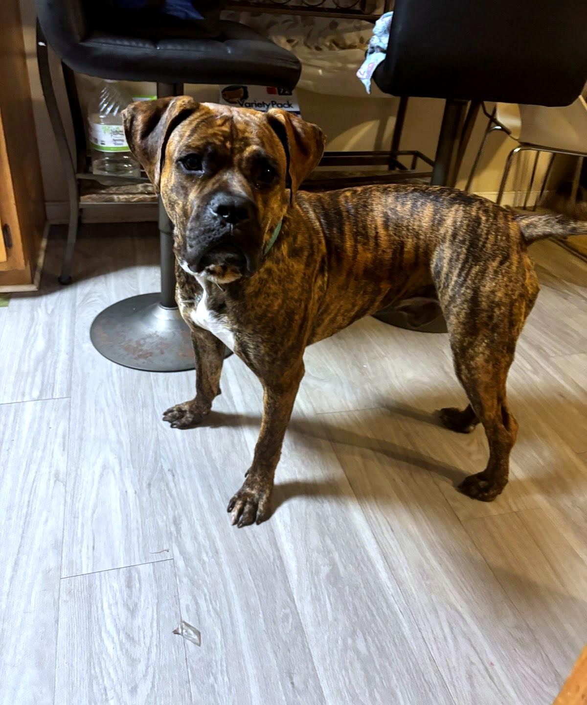 Zeus (in foster), adopted, Young Male Boxer.