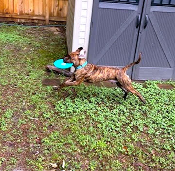 Zeus (in foster), an adopted Boxer in Petersburg, VA image 5/6