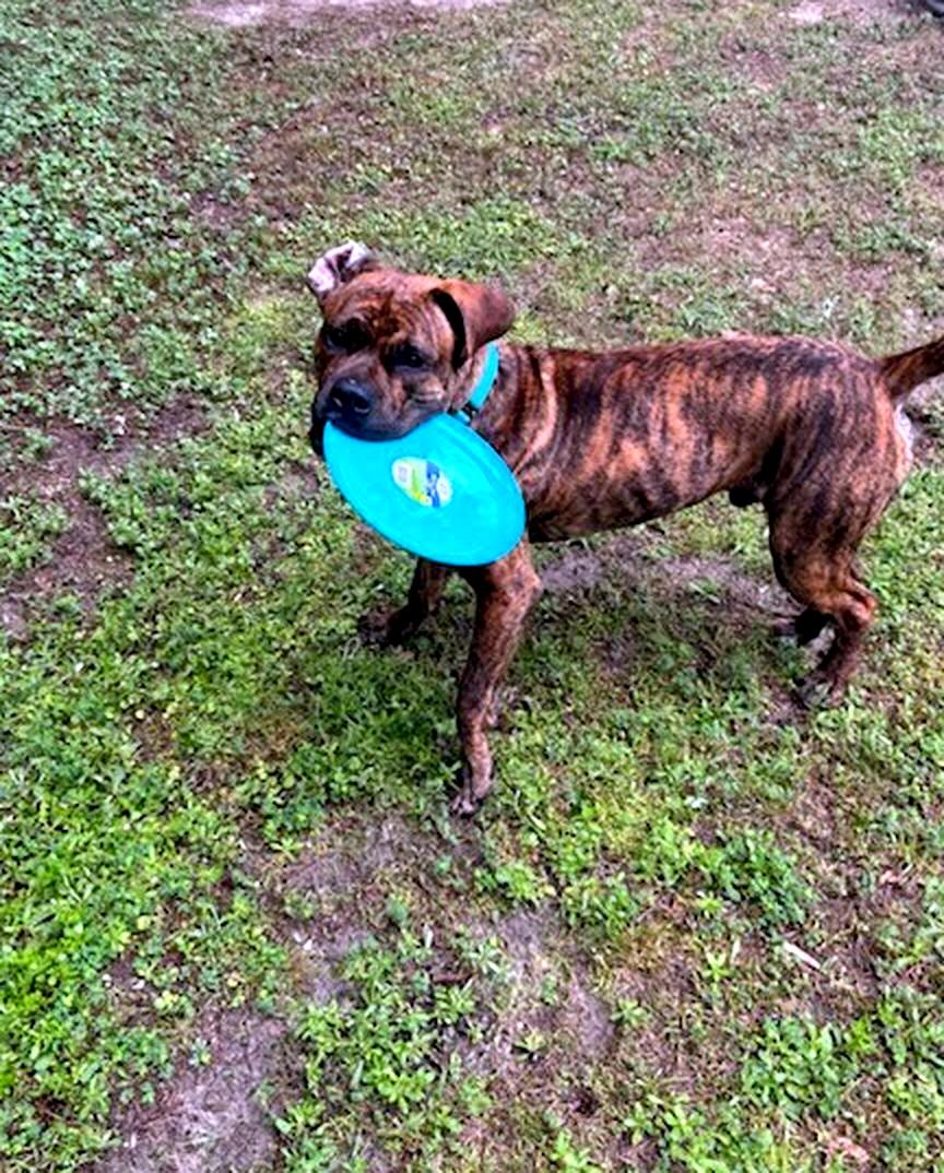 Zeus (in foster), an adopted Boxer in Petersburg, VA image 3/6