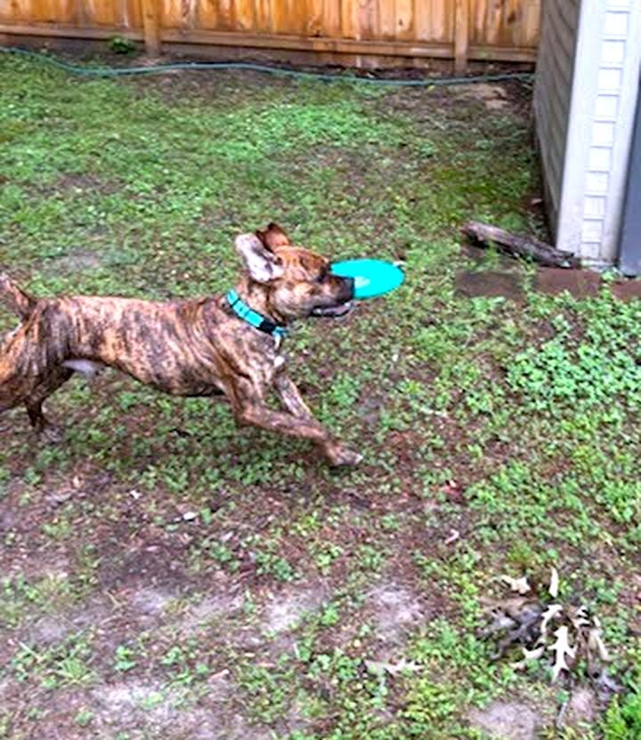Zeus (in foster), an adopted Boxer in Petersburg, VA image 4/6