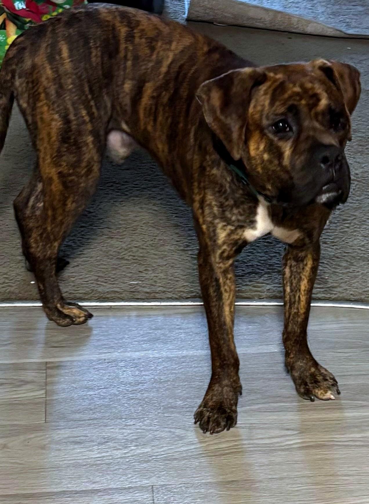 Zeus (in foster), an adopted Boxer in Petersburg, VA image 6/6