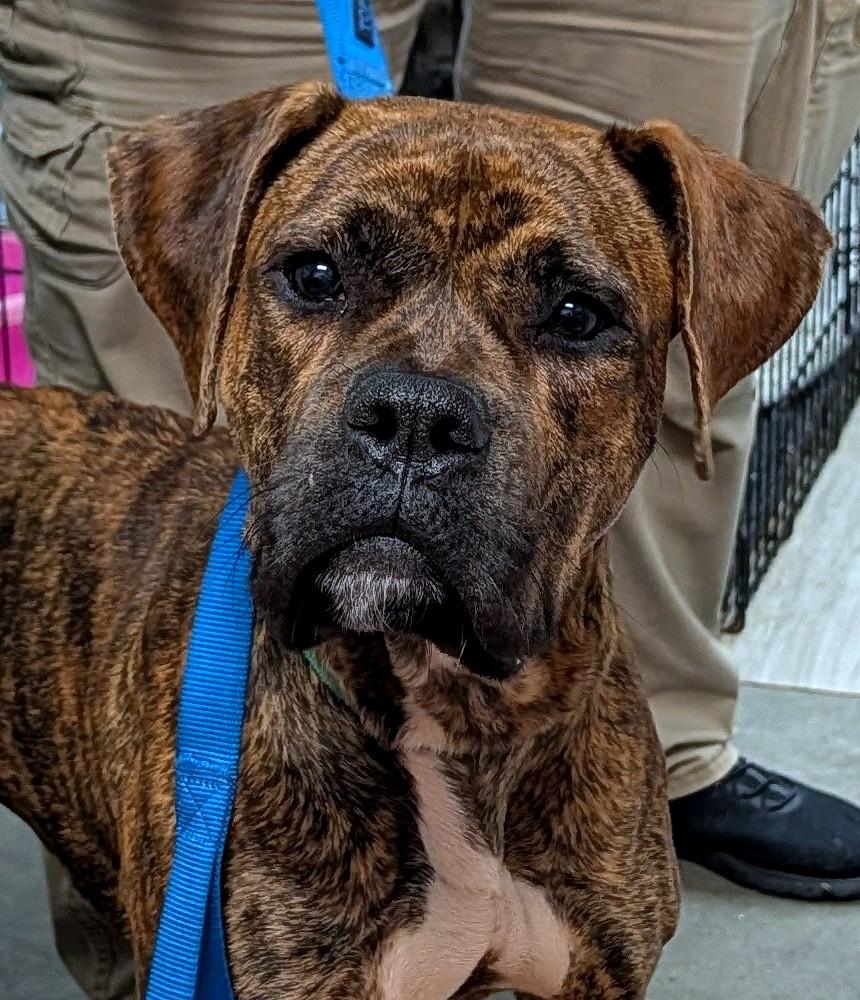 Zeus (in foster), an adopted Boxer in Petersburg, VA image 2/6