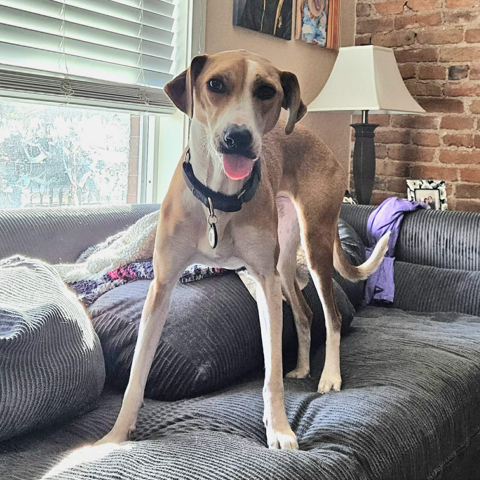 Enlarge Betsey, a Adoptable mixed breed in Denver, CO image 3/6