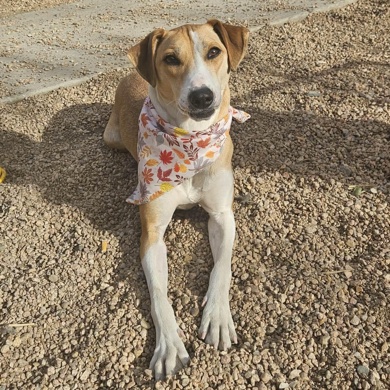 Betsey, Adoptable, Adult Female Whippet & Hound.