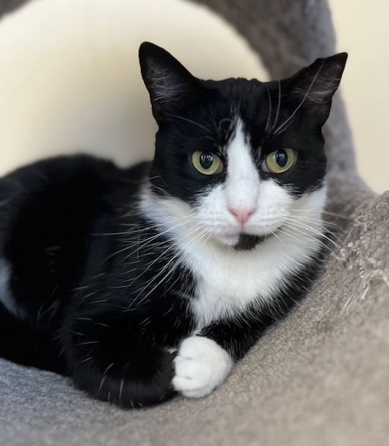 Enlarge Tallulah, a Adoptable Domestic Short Hair in Santa Ana, CA image 1/2