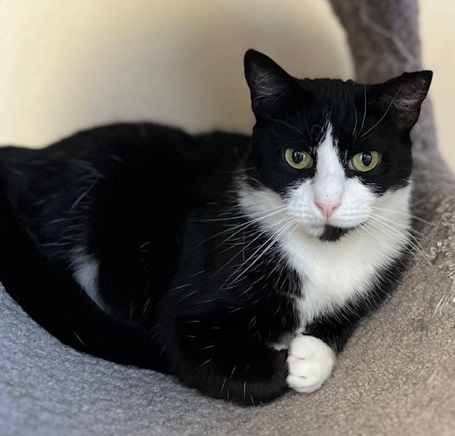 Enlarge Tallulah, a Adoptable Domestic Short Hair in Santa Ana, CA image 2/2