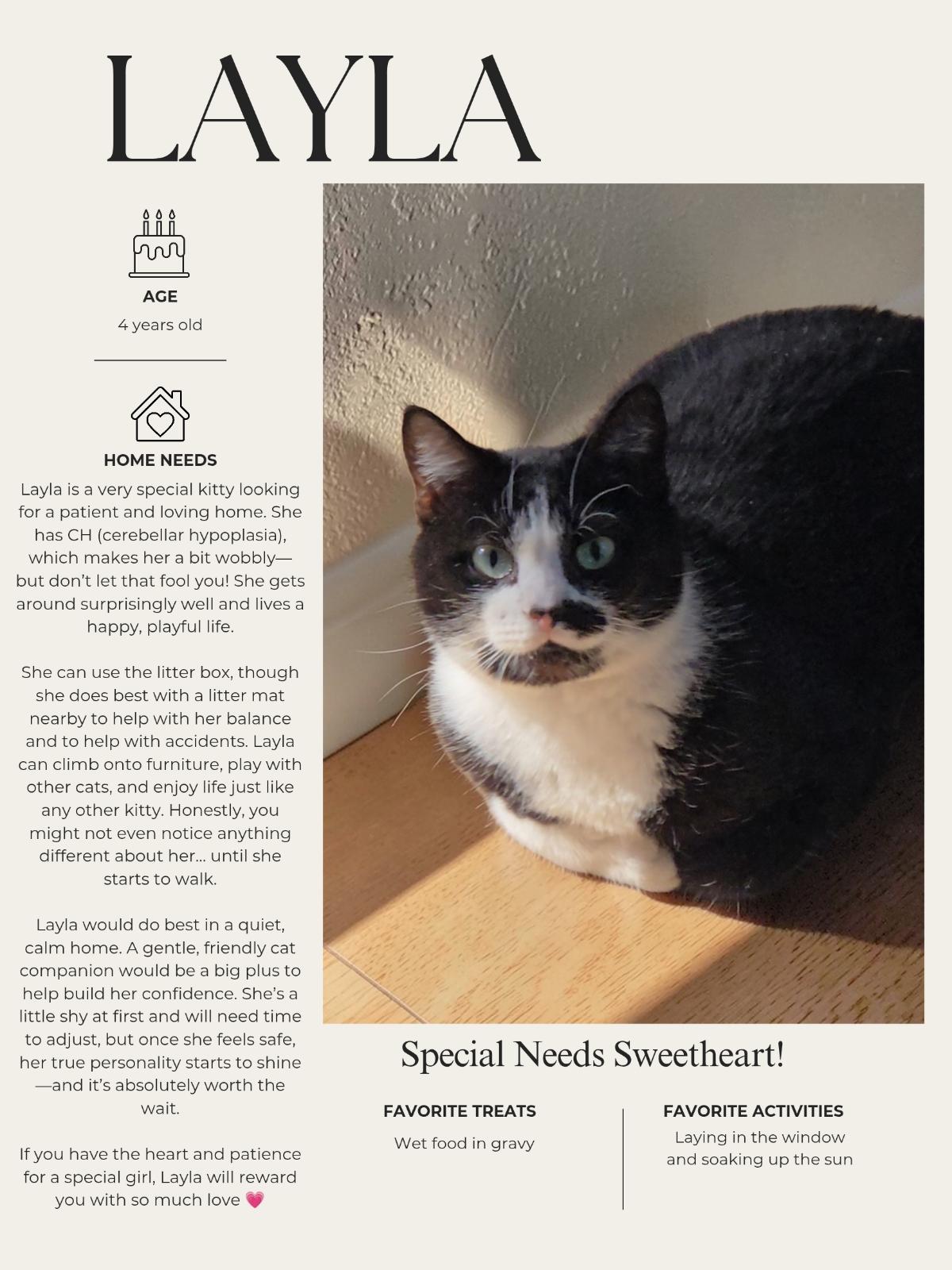 Enlarge Layla (CH kitty), a Adoptable Domestic Short Hair in Kenhorst, PA image 2/2