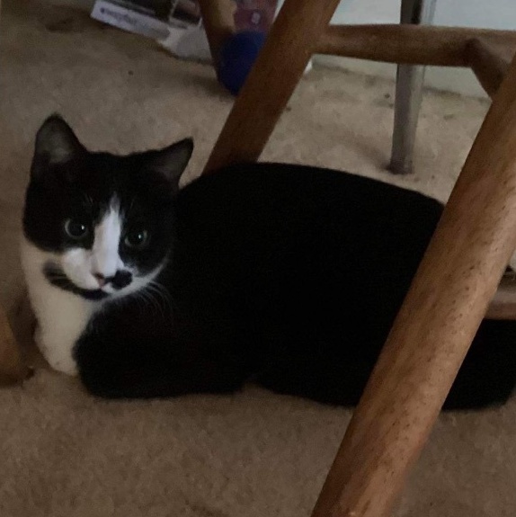 Layla (CH kitty), an adoptable Domestic Short Hair in Kenhorst, PA_image-1