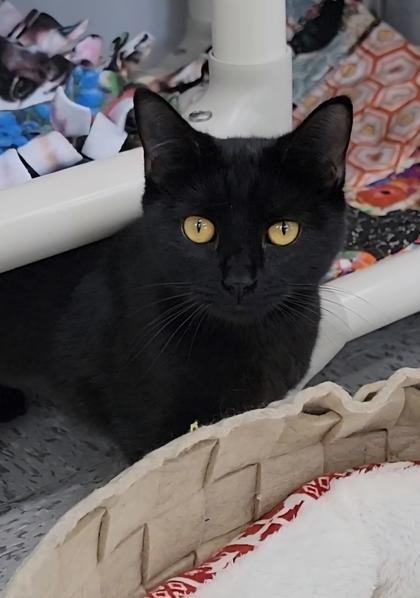 Enlarge Myrna, a Adoptable mixed breed in Elmira, NY image 2/2