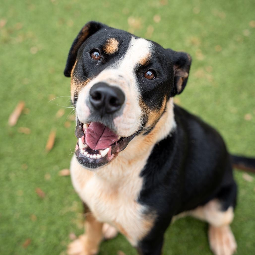 Boo boo, Adoptable, Young Male Terrier & Mixed Breed.