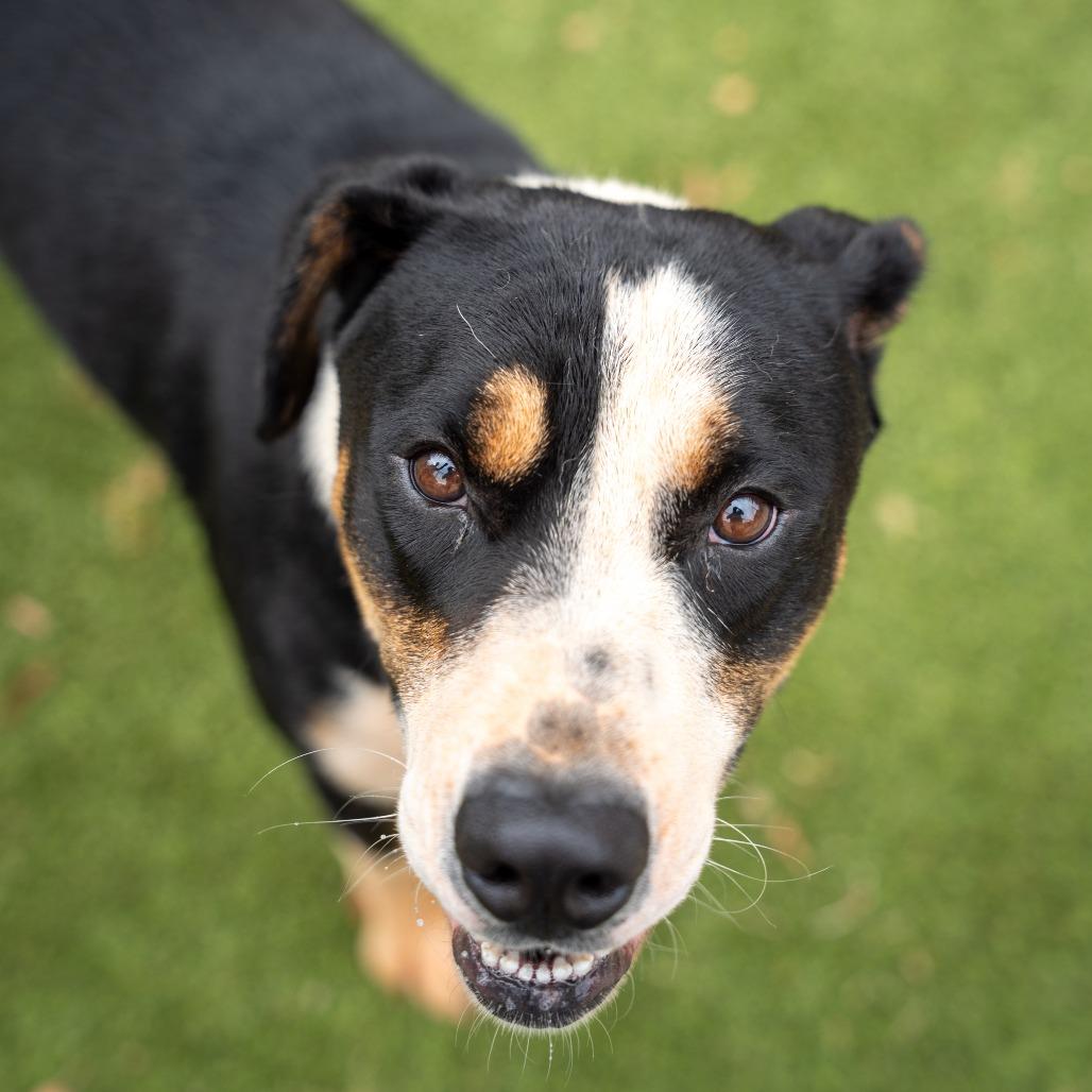 Boo boo, a Adoptable mixed breed in Gainesville, GA image 2/3