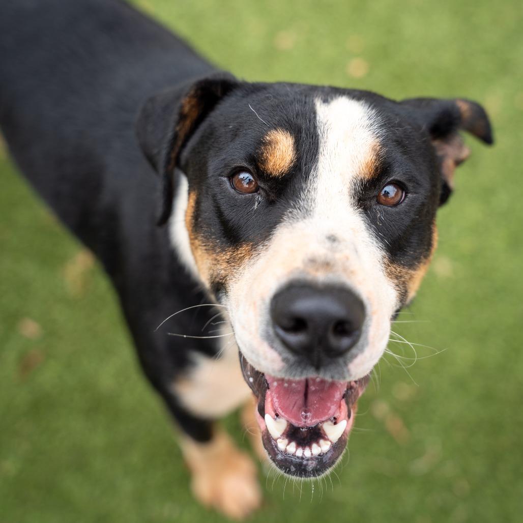 Boo boo, a Adoptable mixed breed in Gainesville, GA image 3/3