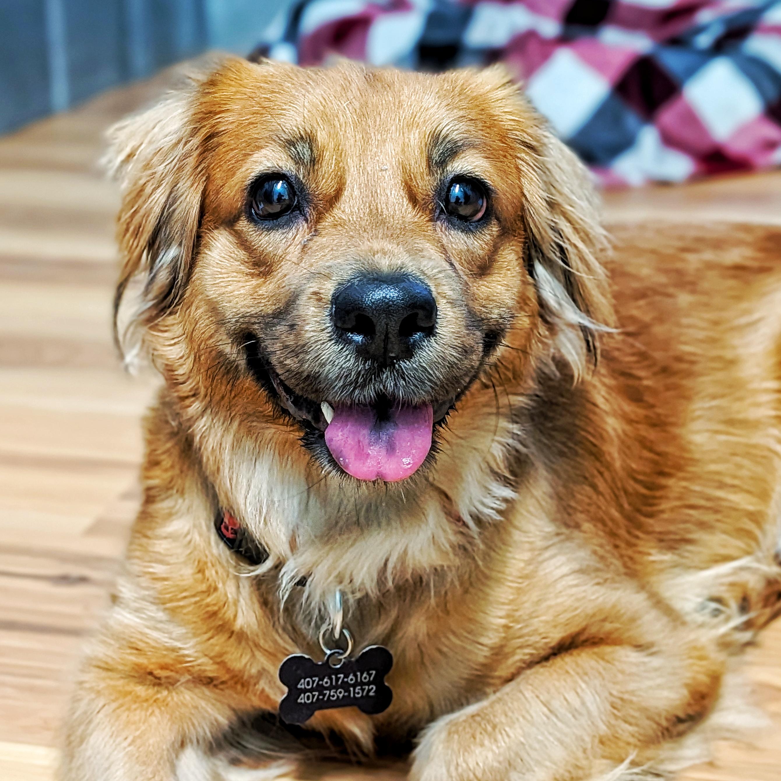 Jagger, Adopted, Adult Female Golden Retriever & Dachshund.